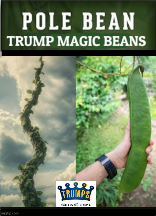 Trump's Magic Pole Beans | image tagged in trump's magic pole beans,jerk and his beanstock,trump doesn' know beans,trump is full of neans,bean brain',trump's tall tales | made w/ Imgflip meme maker