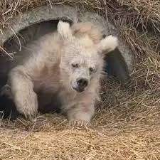 bear Blank Meme Template