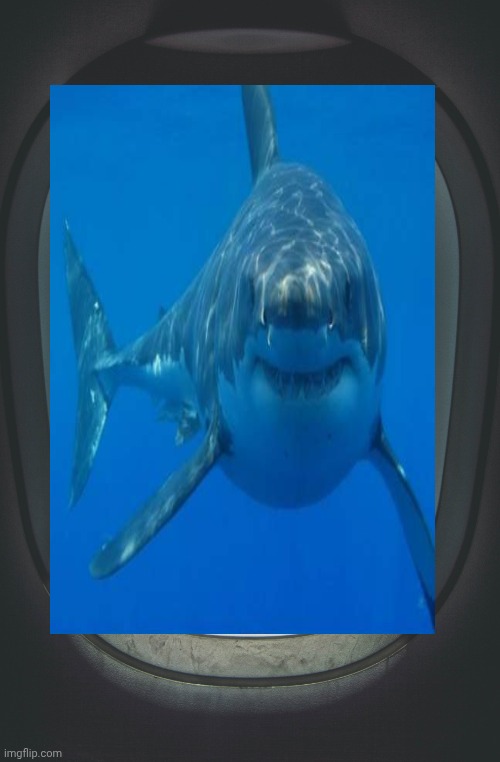 image tagged in beluga plane window | made w/ Imgflip meme maker