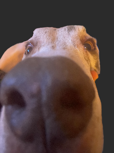 High Quality DOG Blank Meme Template