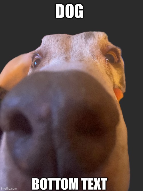 DOG | DOG; BOTTOM TEXT | image tagged in dog,animals | made w/ Imgflip meme maker