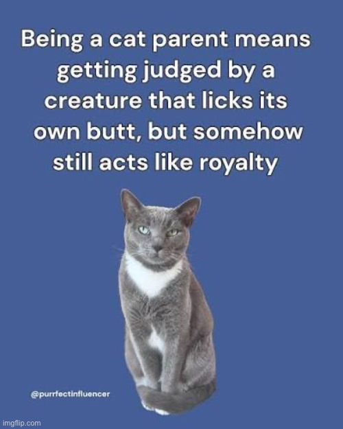 Being A Cat Person | image tagged in cats,funny cats,evil overlord rules,funny memes,entitlement,narcissist | made w/ Imgflip meme maker