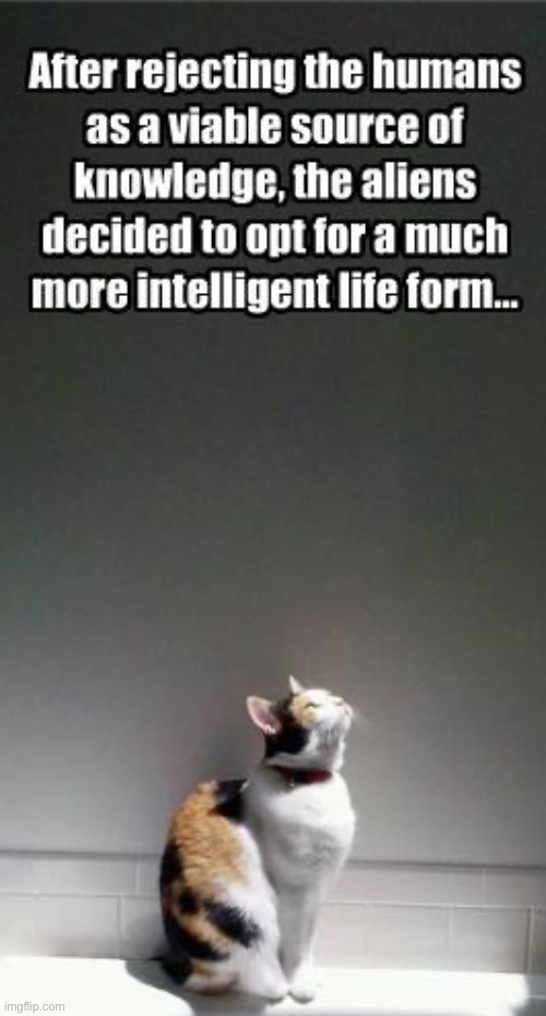 More Intelligent Than Us | image tagged in cats,funny cats,we are intellectually superior in every way,aliens,superior royalty,narcissist | made w/ Imgflip meme maker