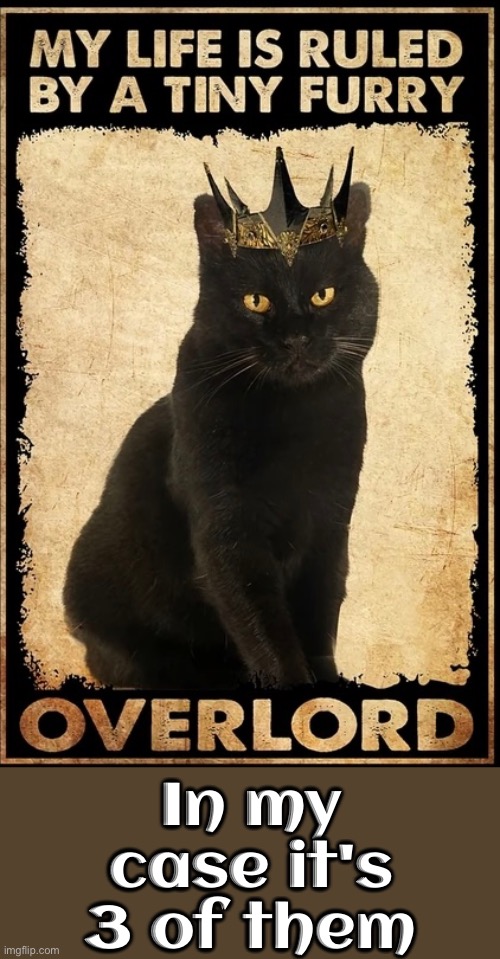 In My Case It's 3 Of Them | In my case it's 3 of them | image tagged in cats,funny cats,evil overlord rules,domination,boss,peasant | made w/ Imgflip meme maker