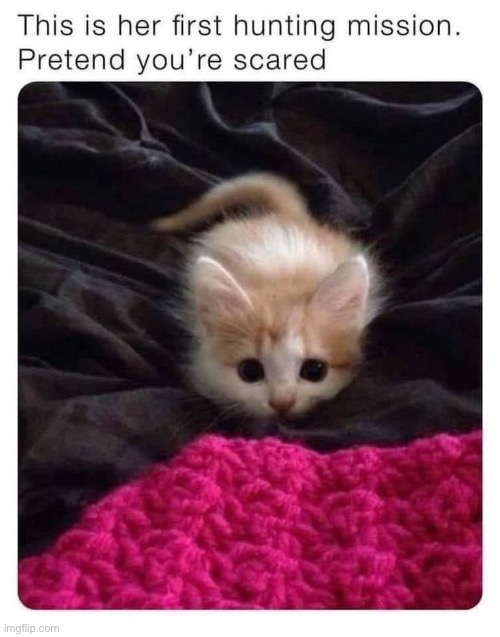 Hunting Position Kitten | image tagged in hunting position kitten | made w/ Imgflip meme maker