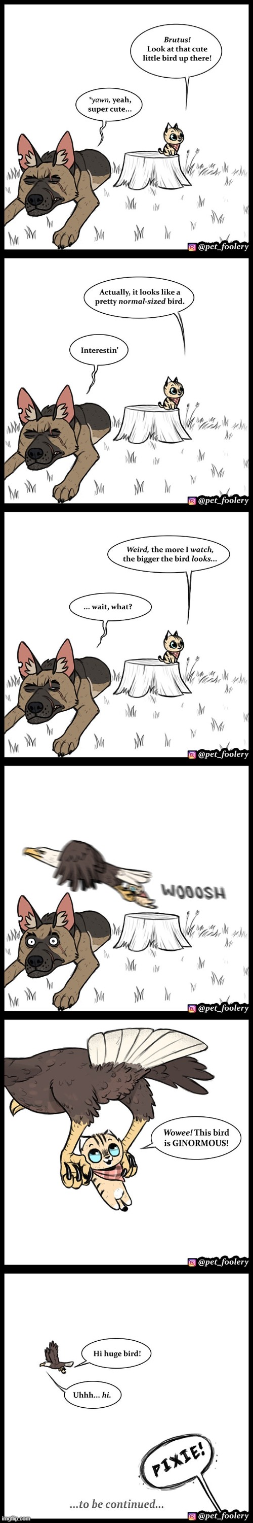 Pixie gets abducted | image tagged in dog,cat,eagle,abduction,kidnapping,oh no | made w/ Imgflip meme maker