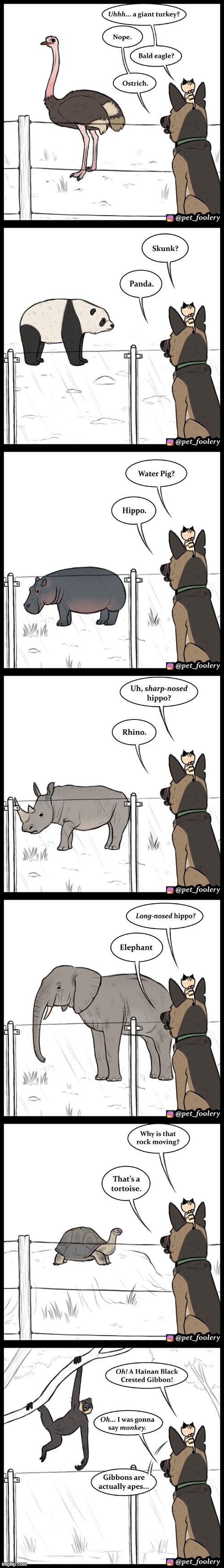 Pixie and Brutus visit the Zoo | image tagged in dog,cat,zoo,animals,guess,guessing game | made w/ Imgflip meme maker
