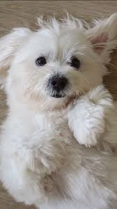 Bai Blank Meme Template