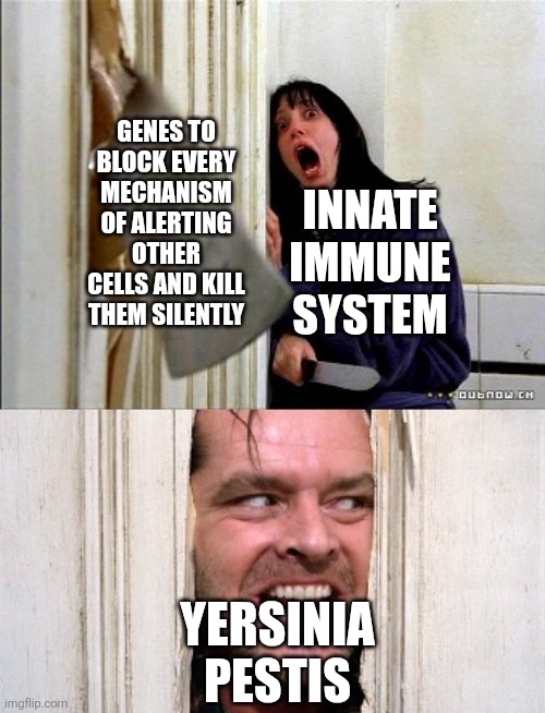 Pestis is a boogeyman | GENES TO BLOCK EVERY MECHANISM OF ALERTING OTHER CELLS AND KILL THEM SILENTLY; INNATE IMMUNE SYSTEM; YERSINIA PESTIS | image tagged in here's johnny | made w/ Imgflip meme maker