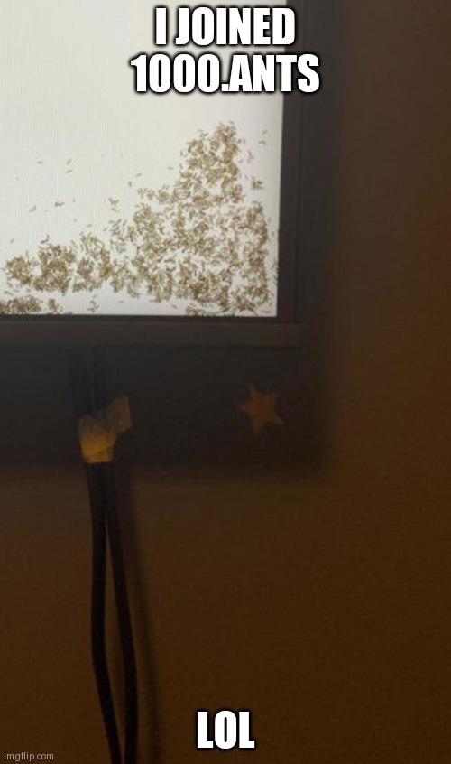 tv ants | I JOINED 1000.ANTS; LOL | image tagged in tv ants | made w/ Imgflip meme maker