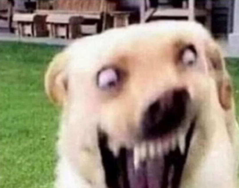 Angry dog Blank Meme Template