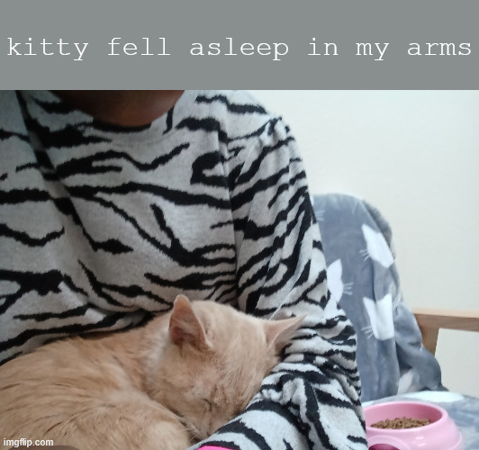 kitty fell asleep in my arms | made w/ Imgflip meme maker