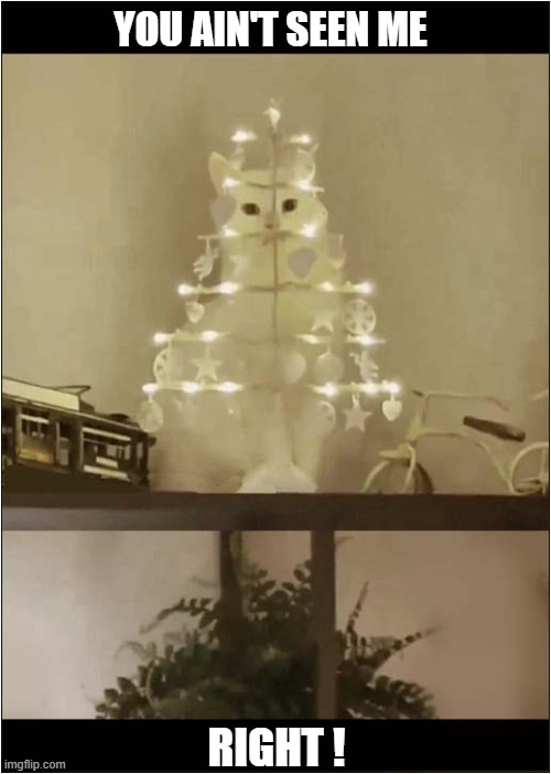 Near Perfect Camouflage ! | YOU AIN'T SEEN ME; RIGHT ! | image tagged in cats,camouflage,christmas tree | made w/ Imgflip meme maker