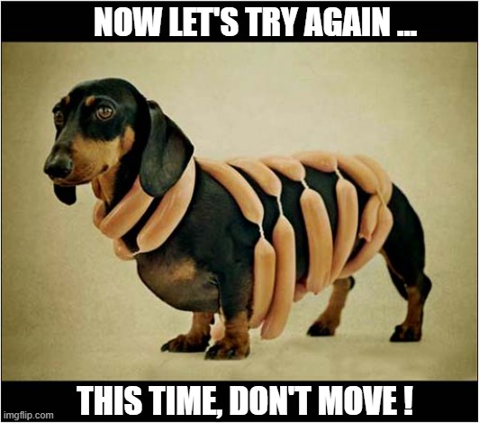 A Difficult Picture To Take ! | NOW LET'S TRY AGAIN ... THIS TIME, DON'T MOVE ! | image tagged in dogs,dachshund,sausages,photography | made w/ Imgflip meme maker