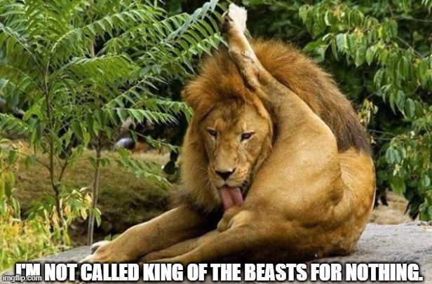 lion licking balls | I'M NOT CALLED KING OF THE BEASTS FOR NOTHING. | image tagged in lion licking balls | made w/ Imgflip meme maker