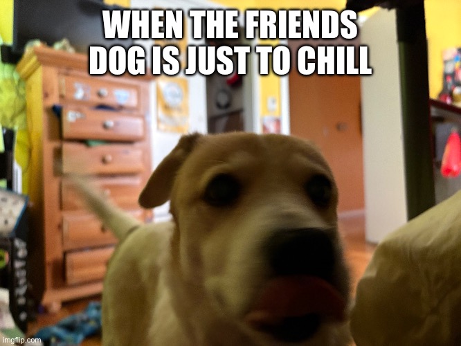 i could not resist to pet | WHEN THE FRIENDS DOG IS JUST TO CHILL | image tagged in dog,memes,funny,gifs,viral | made w/ Imgflip meme maker