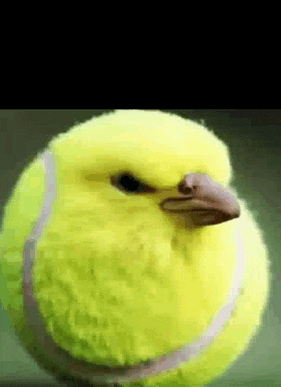 tennis ball bird Blank Meme Template