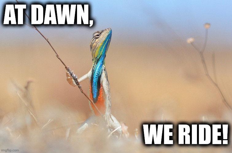 Lizard | AT DAWN, WE RIDE! | image tagged in lizard | made w/ Imgflip meme maker