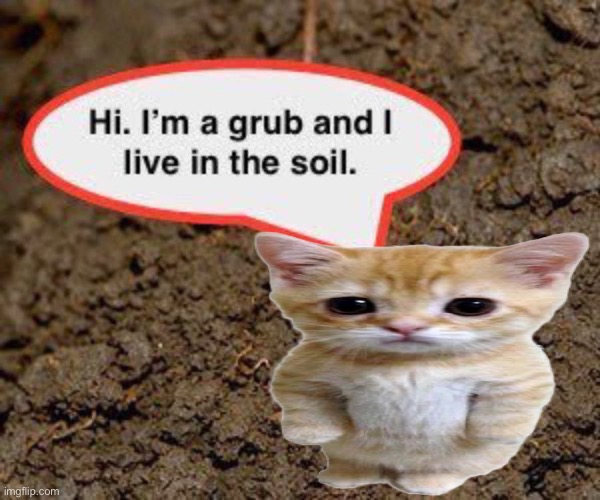 upvote for kitten ignore for ten thousand grubs | image tagged in grub | made w/ Imgflip meme maker