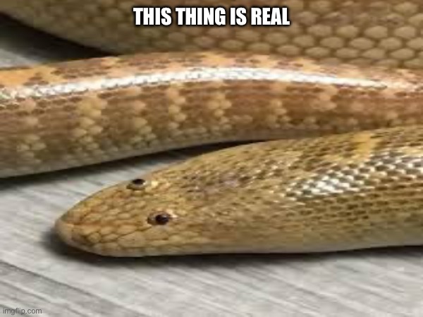 THIS THING IS REAL | made w/ Imgflip meme maker