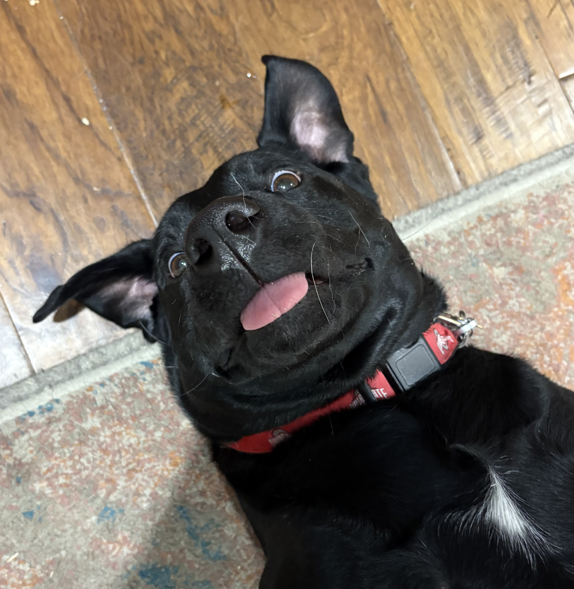 Doggie drugs Blank Meme Template