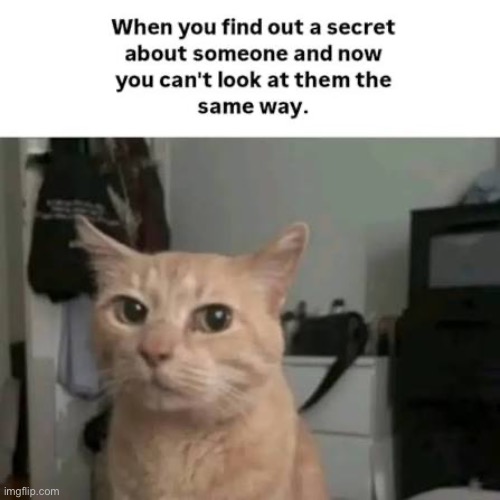 Secrets Revealed | image tagged in relatable memes,relatable,secrets,cats,change my mind,funny memes | made w/ Imgflip meme maker