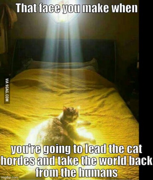 Cat Hordes | image tagged in cats,funny cats,evil overlord rules,gods,world domination,malignant narcissism | made w/ Imgflip meme maker