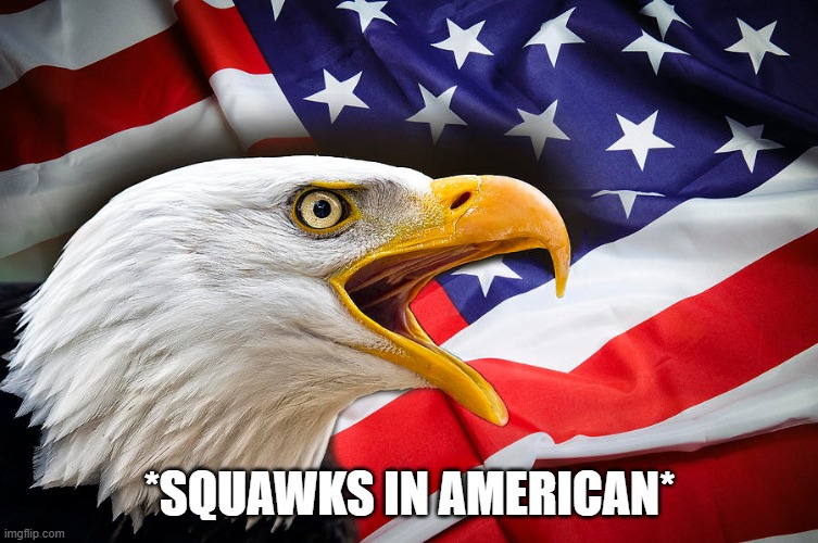 *SQUAWKS IN AMERICAN* | image tagged in bald eagle us flag | made w/ Imgflip meme maker