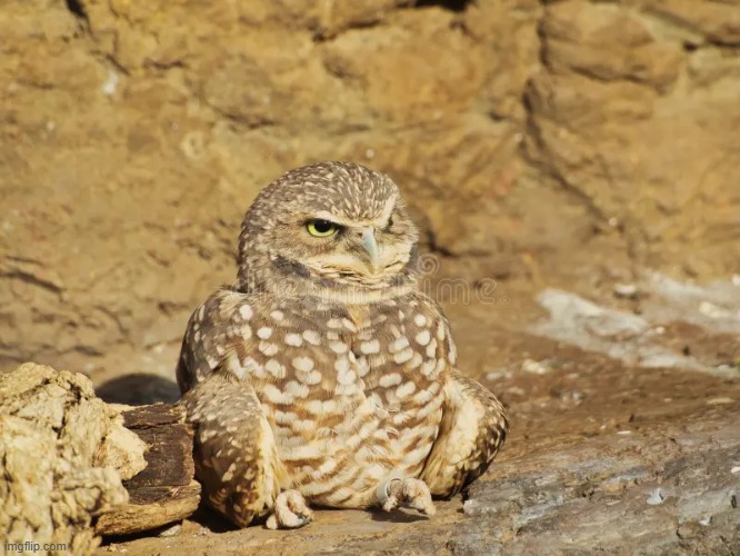 btw burrowing owls gotta be one of the top 10 birds | image tagged in birb | made w/ Imgflip meme maker