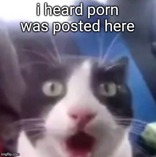cat shocked | i heard porn was posted here | image tagged in cat shocked | made w/ Imgflip meme maker