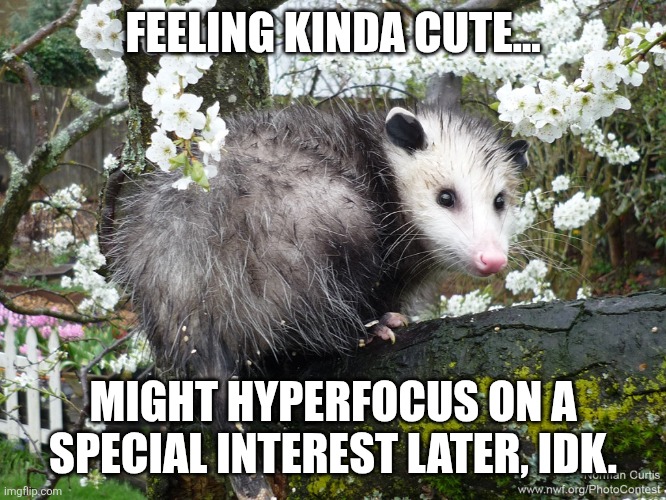 AuDHD | FEELING KINDA CUTE... MIGHT HYPERFOCUS ON A SPECIAL INTEREST LATER, IDK. | image tagged in special interest info-dumping | made w/ Imgflip meme maker