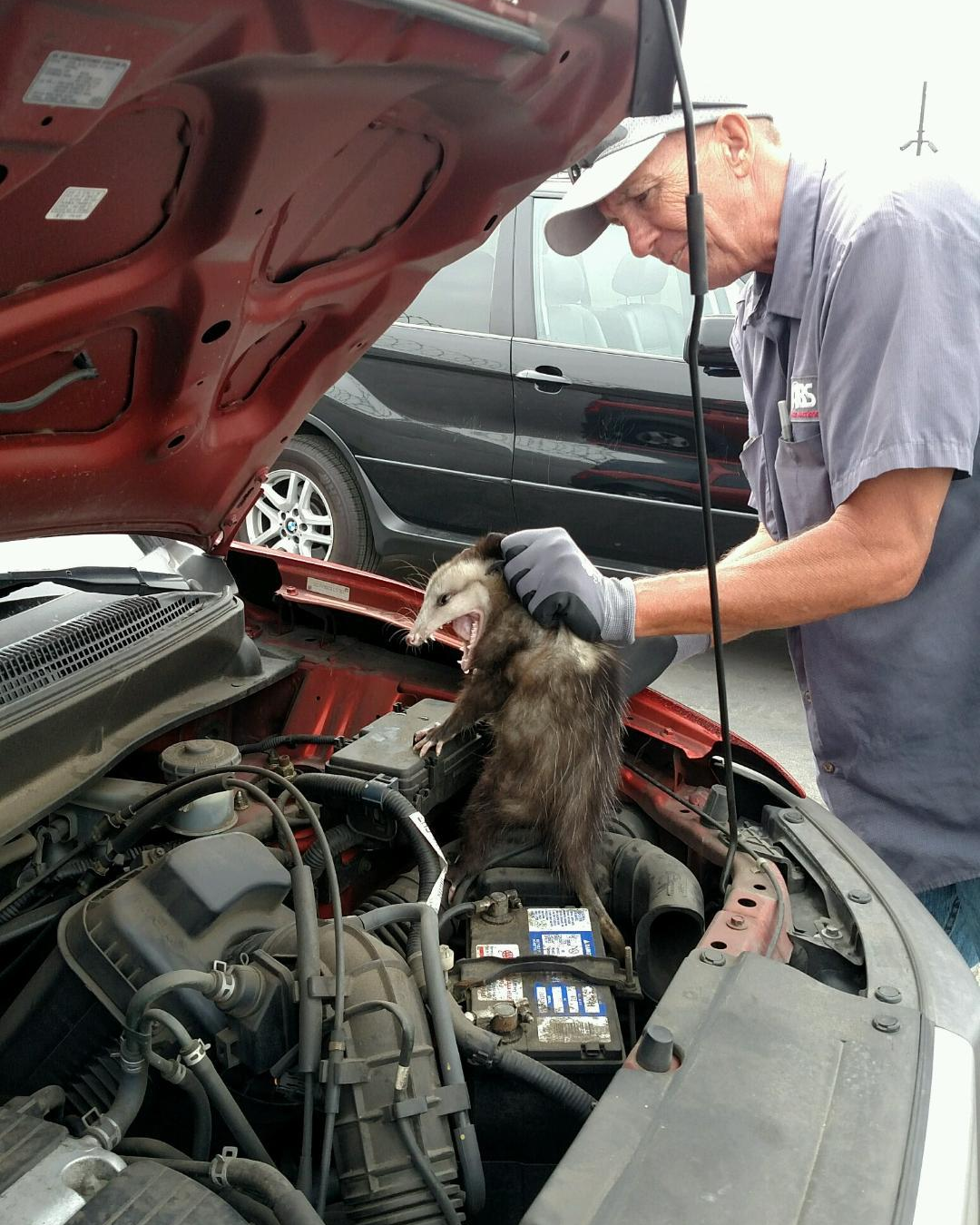 Racoom removal Blank Meme Template