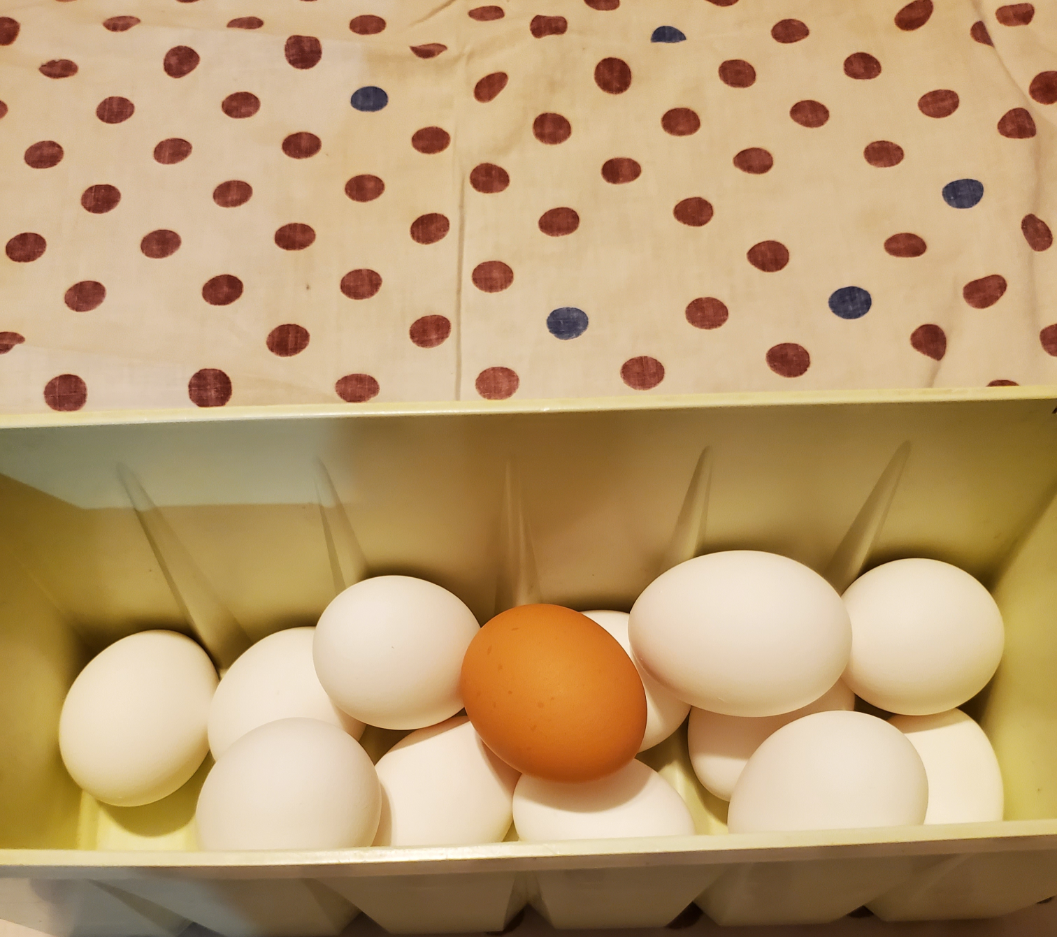 One brown egg Blank Meme Template