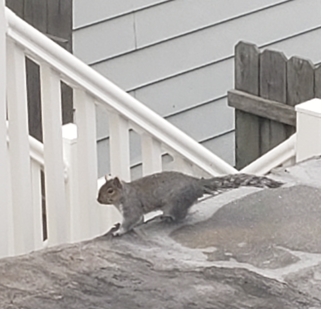 Fox Squirrel Blank Meme Template