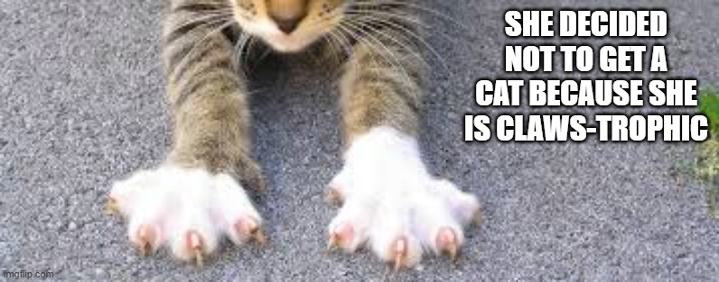 She decided not to get a cat because she is claws-trophic. | SHE DECIDED NOT TO GET A CAT BECAUSE SHE IS CLAWS-TROPHIC | image tagged in cat,kittens,funny,humor,play on words,funny cat meme | made w/ Imgflip meme maker