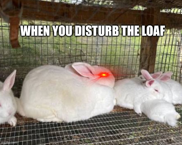 bnuuy of the day 12/7 | WHEN YOU DISTURB THE LOAF | image tagged in bnuuy,rabbit,memes,loaf | made w/ Imgflip meme maker