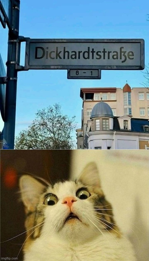 Is this a tourist area? | image tagged in what the heck cat,german,hard,dick,dick jokes | made w/ Imgflip meme maker
