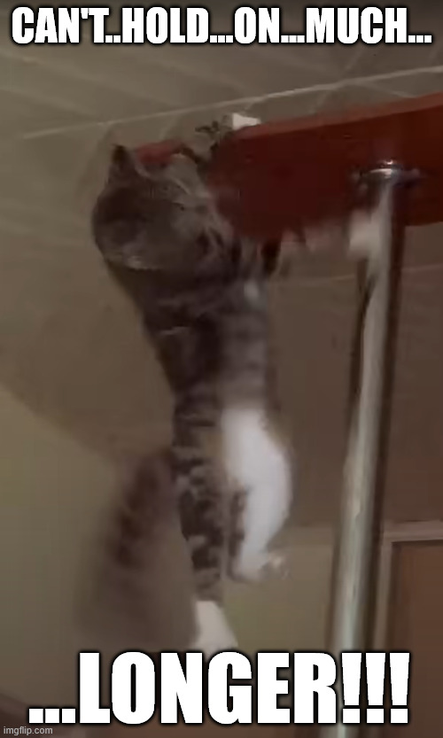 Cliffhanger cat! | CAN'T..HOLD...ON...MUCH... ...LONGER!!! | image tagged in cliff hanger,cliffhanger,cat,between the lions,reference,silly | made w/ Imgflip meme maker