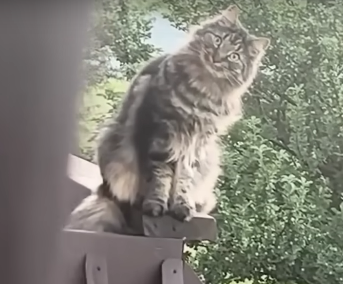 Smiling cat Blank Meme Template