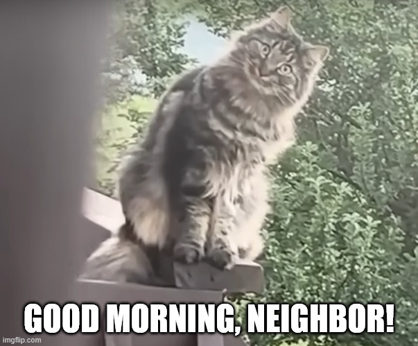 Good morning, neighbor! | GOOD MORNING, NEIGHBOR! | image tagged in smiling,cat,clean,silly,funny,cute | made w/ Imgflip meme maker