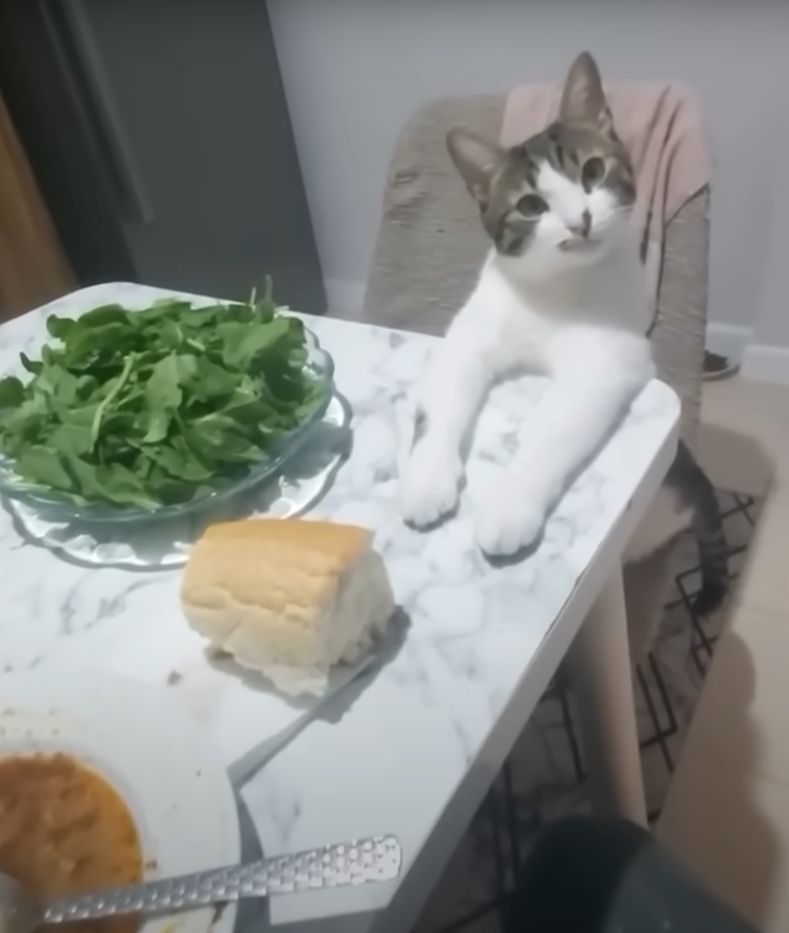 Meal table cat Blank Meme Template