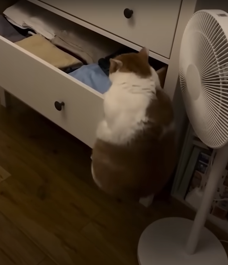 Cat and drawer Blank Meme Template