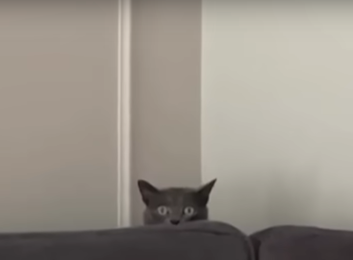 Hidden cat Blank Meme Template