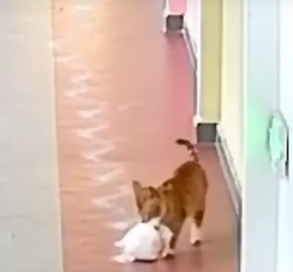 Food delivery cat Blank Meme Template