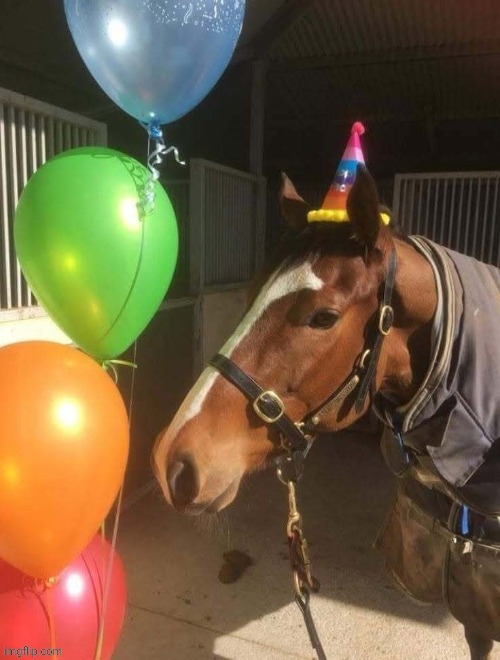 Hapy burfdaye hors | made w/ Imgflip meme maker