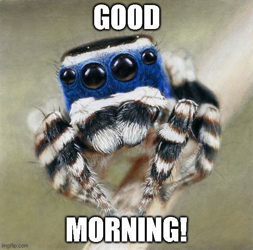 JumpingintotheMorning | GOOD; MORNING! | image tagged in spider,good morning | made w/ Imgflip meme maker