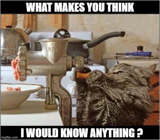 The Mysterious Disappearence Of Hammy The Hamster ! | WHAT MAKES YOU THINK; I WOULD KNOW ANYTHING ? | image tagged in cats,hamster,mystery,disappeared,mincer | made w/ Imgflip meme maker