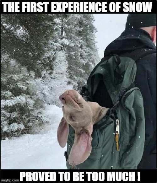 Carry Me ! | THE FIRST EXPERIENCE OF SNOW; PROVED TO BE TOO MUCH ! | image tagged in dogs,weimaraner,puppy,snow,tired dog | made w/ Imgflip meme maker