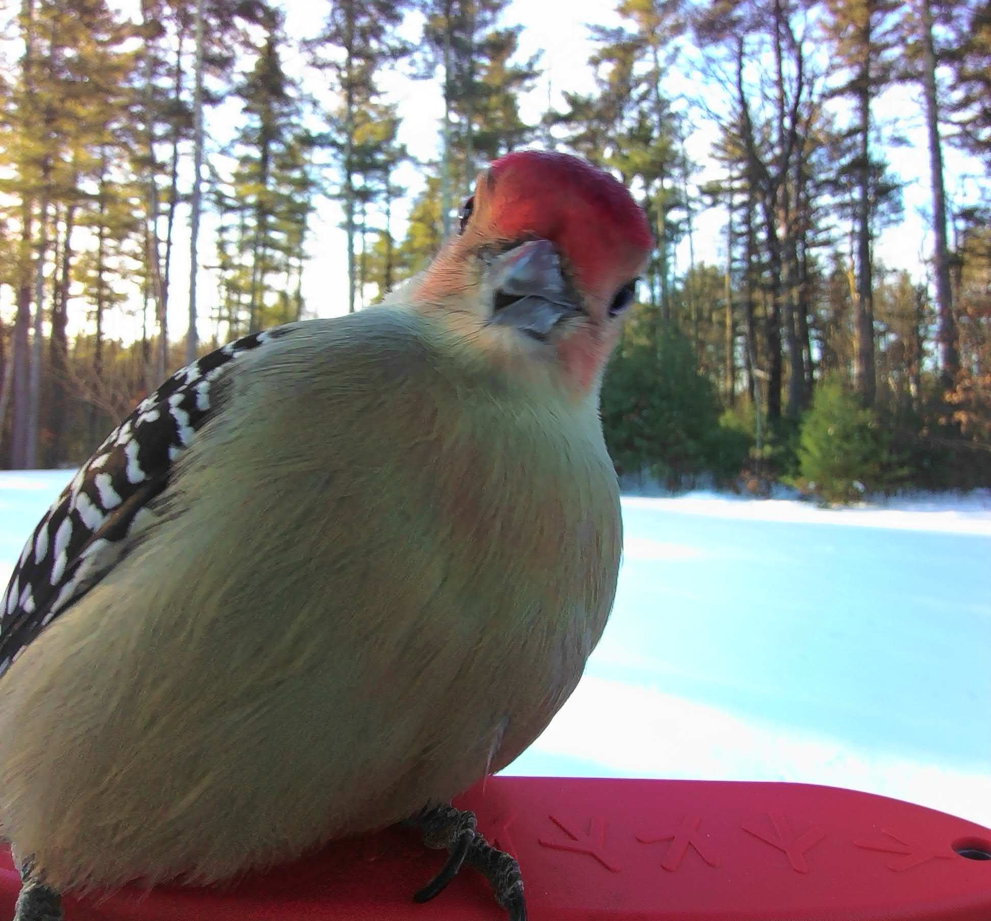staring woodpecker Blank Meme Template