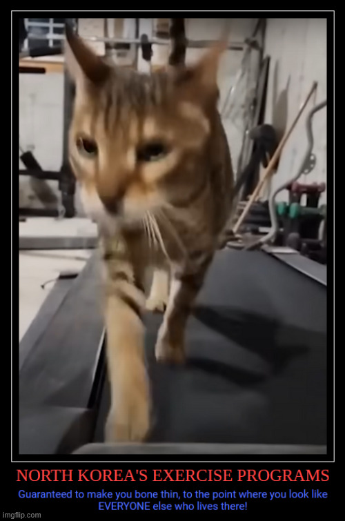 North Korea's Exercise Programs | image tagged in cat,treadmill,north korea,exercise,bone thin,satire | made w/ Imgflip meme maker